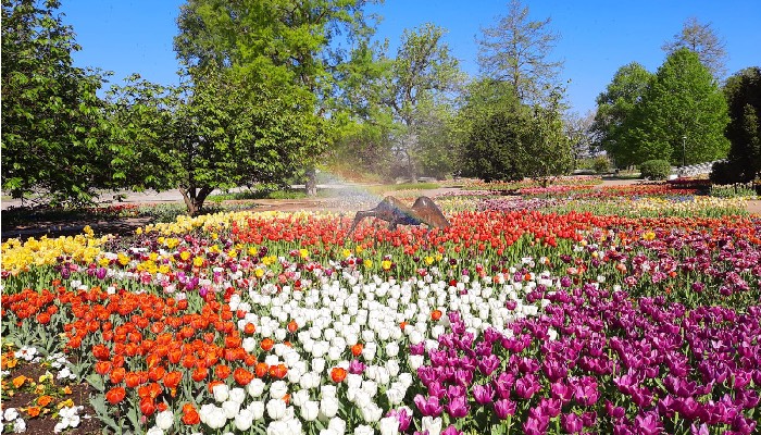 Die Flora lädt zum Spazieren inmitten von tausenden Frühblühern. Foto: © Stadt Köln